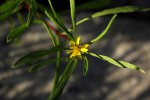 Geigeria africana subsp. ornativa