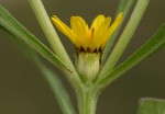 Geigeria africana subsp. ornativa