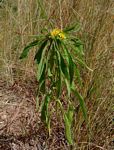 Geigeria schinzii subsp. rhodesiana