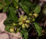 Acanthospermum australe