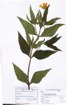 Aspilia natalensis