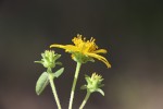 Aspilia pluriseta subsp. pluriseta