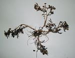 Cotula anthemoides