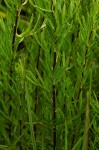 Schistostephium crataegifolium