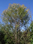 Vernonanthura polyanthes