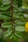 Bridelia cathartica subsp. melanthesoides