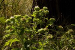 Vernonia adoensis