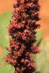 Amaranthus hybridus