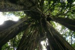 Ficus rokko