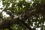Ficus sycomorus subsp. sycomorus