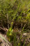 Crassula capitella subsp. nodulosa