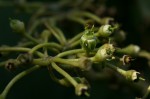 Cissus cucumerifolia