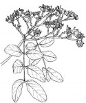Julbernardia paniculata