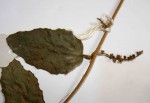 Pyrenacantha scandens