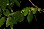 Monanthotaxis trichocarpa