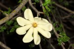 Gardenia volkensii subsp. volkensii var. volkensii