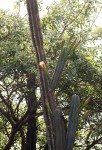 Cereus jamacaru