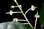 Rinorea angustifolia subsp. ardisiiflora