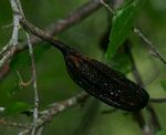 Glyphaea tomentosa