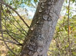 Acridocarpus natalitius var. linearifolius