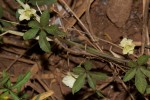 Merremia quinquefolia