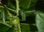 Solanum litoraneum