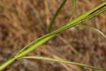 Cephalaria integrifolia
