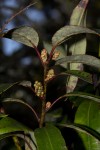 Agauria salicifolia