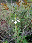 Chascanum angolense subsp. zambesiacum