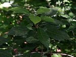 Mildbraedia carpinifolia var. strigosa
