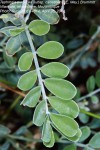 Tephrosia purpurea subsp. canescens