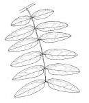 Brachystegia longifolia