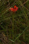 Disa erubescens subsp. carsonii