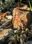 Aloe cannellii