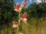 Gladiolus erectiflorus