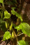 Begonia oxyloba
