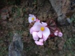 Begonia princeae