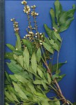 Deinbollia oblongifolia