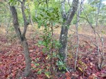 Tricalysia coriacea subsp. nyassae