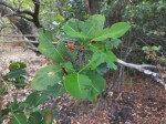 Tricalysia coriacea subsp. nyassae