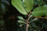 Oxyanthus latifolius