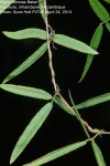 Vigna comosa subsp. comosa