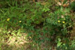 Crotalaria goodiiformis