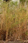 Crotalaria virgulata subsp. forbesii