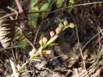 Crotalaria ringoetii