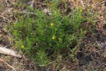 Vahlia capensis subsp. vulgaris var. longifolia