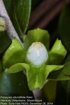 Diospyros rotundifolia