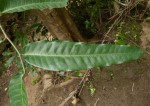 Treculia africana subsp. africana var. africana