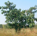Ficus trichopoda
