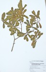Ficus lingua subsp. depauperata